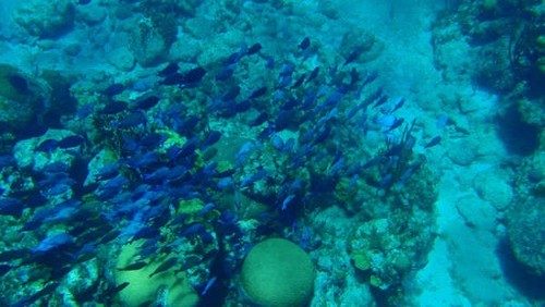 Beautiful clear diving.JPG © Ian & Andrea Treleaven